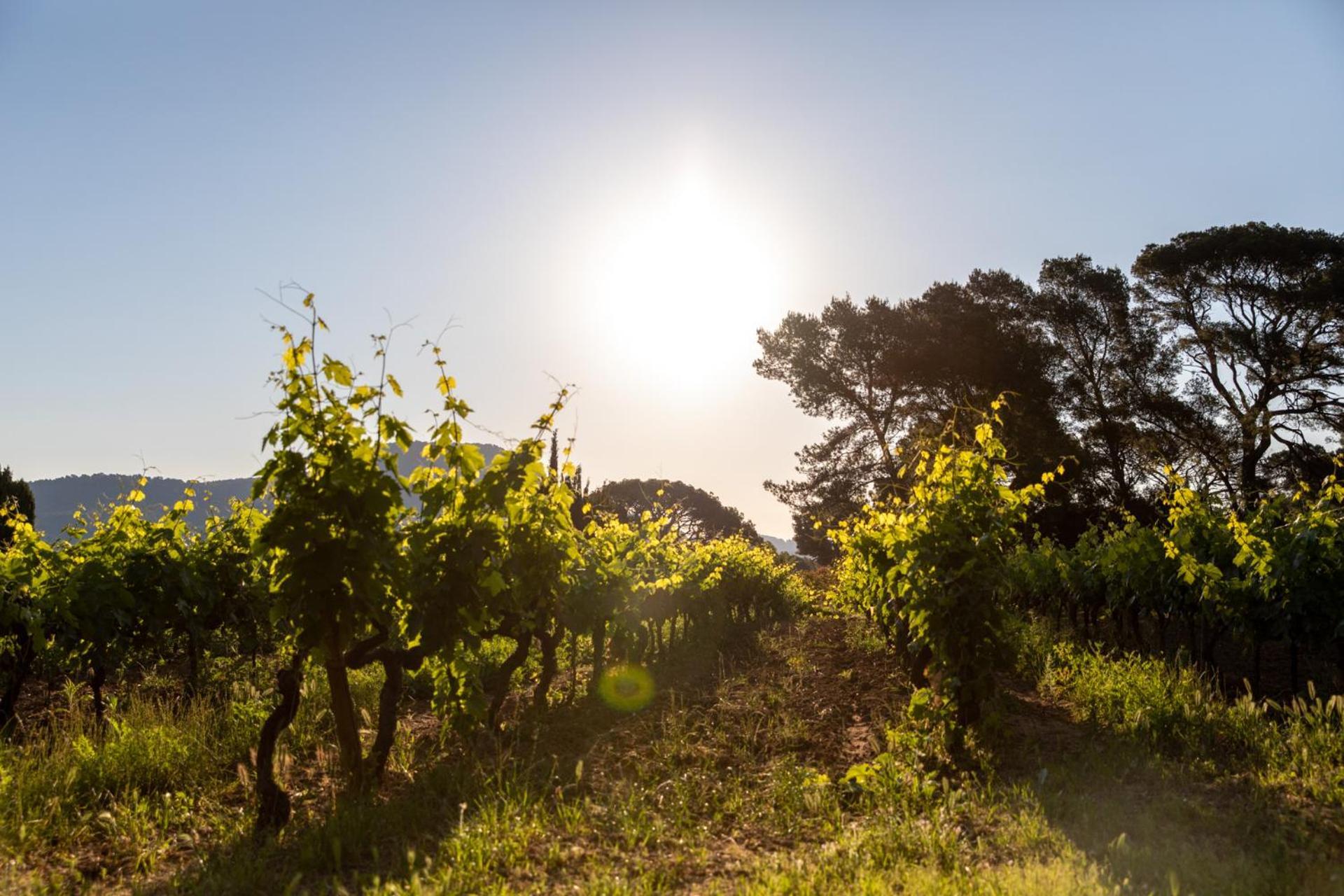 Domaine De La Navicelle Villa Le Pradet Eksteriør billede